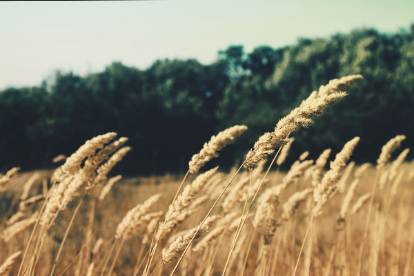 语言翻译的ddos压力测试网页端